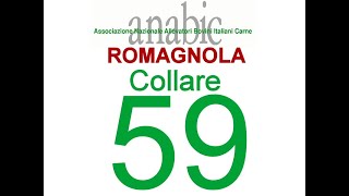 Romagnola Collare 59 IT040990113149 [upl. by Eniledam277]