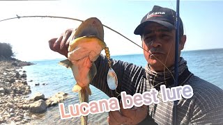 Amazing wallago attu fishing  Lucana spinner fishing  catfish fishing [upl. by Eldoria]