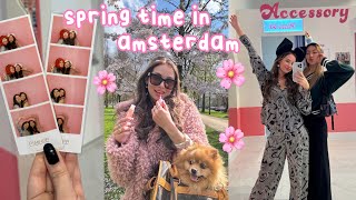 spring time in amsterdam 🌸 cherry blossom park korean photo booth amp treatments [upl. by Ahtrim]