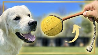 HOW TO TEACH FETCH LIKE A PRO FIRST SESSION [upl. by Nabe511]