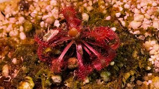 SunDew Drosera spatulata var lovellae  Day 1 to Day 7 of Full Spectrum Lights [upl. by Margarette]