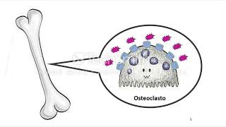 Fisiolopatología de Hipocalcemia puerperal bovina [upl. by Liddle]