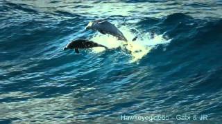 The Ocean Goldripp Remix  Chill Out Ibiza Vol 3  Dolphins amp Humpbacks Love of the Ocean HD [upl. by Nile579]