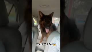 Coco ki tbyt kharab hogyi😭😱germanshepherdclub viralshorts trending minivlog doglover [upl. by Alard]