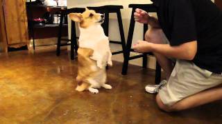 Corgis Singing Happy Birthday [upl. by Elissa]