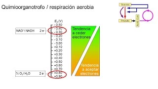 Metabolismo microbiano 03 Quimioorganotrofos aerobios [upl. by Jessey]