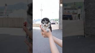 Here new Pomsky😎  Aloha Teacup Puppies pomsky pomskypuppy pomskypuppies [upl. by Aber347]