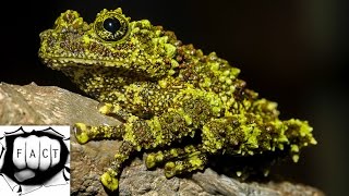 Top 10 Most Weird Looking Frogs [upl. by Darooge]