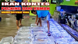 TURUNIN BANYAK IKAN KOI UNTUK KONTES DI TULUNGAGUNG [upl. by Juanne]