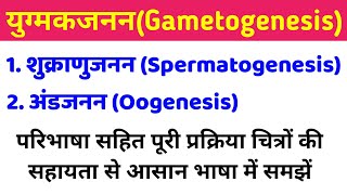 युग्मकजनन gametogenesis  शुक्राणुजनन और अंडजनन  spermatogenesis and oogenesis in hindi class 12 [upl. by Abdulla]