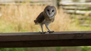 Barn Owl screeching [upl. by Euell478]