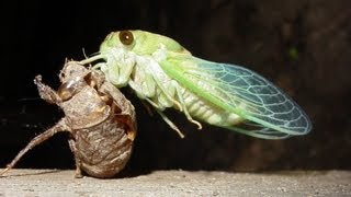 quotlocustsquotmolt shed their skin CicadasMagicicada cassini  Slow Motion [upl. by Hamian]