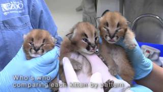 Caracal kittens at the Oregon Zoo [upl. by Atihcnoc47]