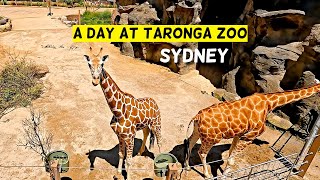 Taronga Zoo Visit 2023 [upl. by Blancha61]