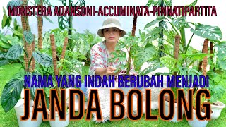 MONSTERA ADANSONii ATAU JANDA bolong Jadi Varigata [upl. by Llenol]