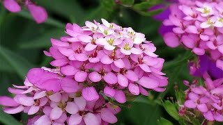 Iberis Umbellata Globe Candytuft Flowers [upl. by Enellek810]