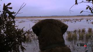 Duck Hunting the Bayou Metto Lodge in Stuttgart Arkansas [upl. by Norty381]