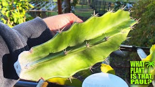 NEW PLANT  Fairy Castle Cactus Acanthocereus tetragonus  A Gigantic Spiny Wide Branched CACTUS [upl. by Allard]