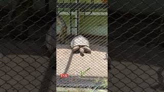 Guwahati zoo compilation  Few of them  TSW [upl. by Giff]