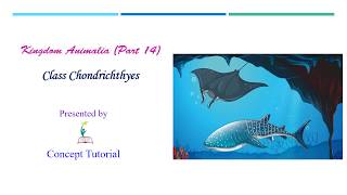 Chondrichthyes Cartilaginous Fishes  Sharks and Rays  Animal Kingdom Part 14  Biology Class 11 [upl. by Nitfa]