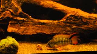 Wild Apistogramma eating a snail [upl. by Irra829]