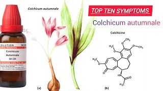 colchicum autumnale l homoeopathic medicine for Arthritis  Gout  nausea l [upl. by Sillsby559]