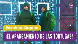 El apareamiento de las tortugas  Morandé con Compañía 2016 [upl. by Kcirdaed699]