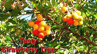 Tastiest Strawberry Tree in Spain Arbutus unedo [upl. by Trescott]