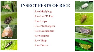 When disease and insect attack rice plant  धान में बीमारी और कीड़े कब लगते हैं [upl. by Manvel]