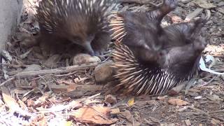 DISCOVER AUSTRALIA  Sydney Wildlife  Echidna quotAmeisenigelquot fällt ins Koma  Der HON PrivateJet [upl. by Chadbourne206]