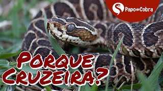 Urutu Cruzeiro ou Cruzeira  Porque tem esse nome  Papo de Cobra [upl. by Aimek]