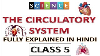 Circulatory System class 5  fully explained in hindi  class5 Circulatory system  class 5 Science [upl. by Cogn]