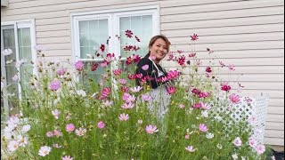 How to grow Cosmos from seeds  Sensation Picotee 🌸🌿🌺 [upl. by Zeralda]