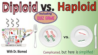 Diploid vs Haploid [upl. by Doownelg]