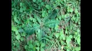 Antiviral Herbs for Herpes in Pankaj Oudhias Medicinal Plant Database Part603 [upl. by Baugh]