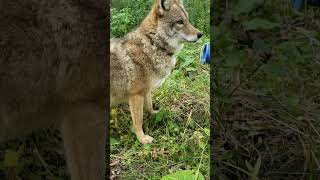 Pet Coyote gets belly rubs and treats [upl. by Olin]