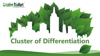 Cluster of Differentiation [upl. by Ailecra]