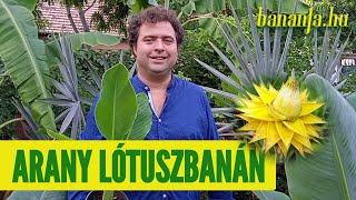 Miért szeretjük a Musella lasiocarpat az arany lótuszbanánt [upl. by Urbannai357]