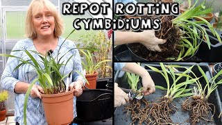 Repotting Rotting Cymbidiums amp Propagating Cyms from Back Bulbs [upl. by Anaek]