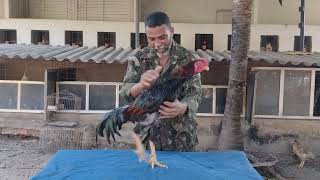 Criatório de Galos Índio Combatente🐓 [upl. by Ardeid]