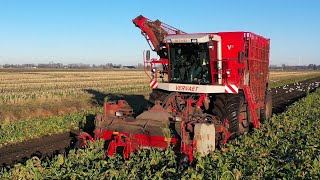 Bieten rooien met VERVAET 617 Loonb Groenwold amp Lambers [upl. by Olegnalehcim]