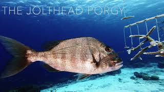 Fish of Bonaire the Jolthead Porgy  Filmed by Lorenzo Mittiga [upl. by Eedak]