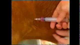 How to give a subcutaneous injection to a goat [upl. by Ardnaz712]