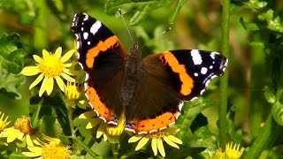 Red Admiral Butterfly  Butterflies in Cornwall [upl. by Atinrahc]