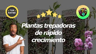 Las Mejores Plantas Trepadoras De Rápido Crecimiento [upl. by Aineg]