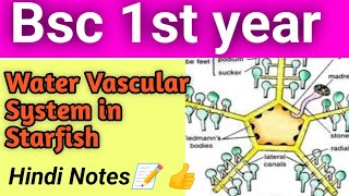 water vascular system in starfish bsc 1st year hindi notes bsc bsc1styear [upl. by Nylrehc]