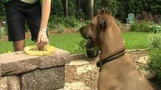 Teach Your Dog to Come Recall Training  Dog amp Puppy Training in Boone NC [upl. by Rauscher]