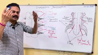 LIGAMENTUM DENTICULATUM [upl. by Nhguaved]