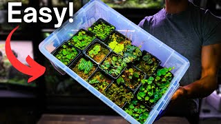 How To Grow Terrarium Plants  Easy Beginner Method [upl. by Zsuedat]