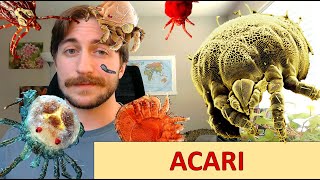 Acari Mites and Ticks  quotSubclassquot Spotlight [upl. by Sinylg]